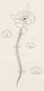 Person receiving a gentle spinal assessment while seated in a clinical examination room.