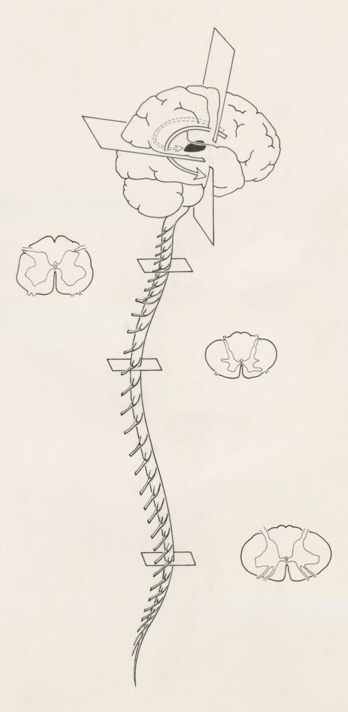 Person receiving a gentle spinal assessment while seated in a clinical examination room.