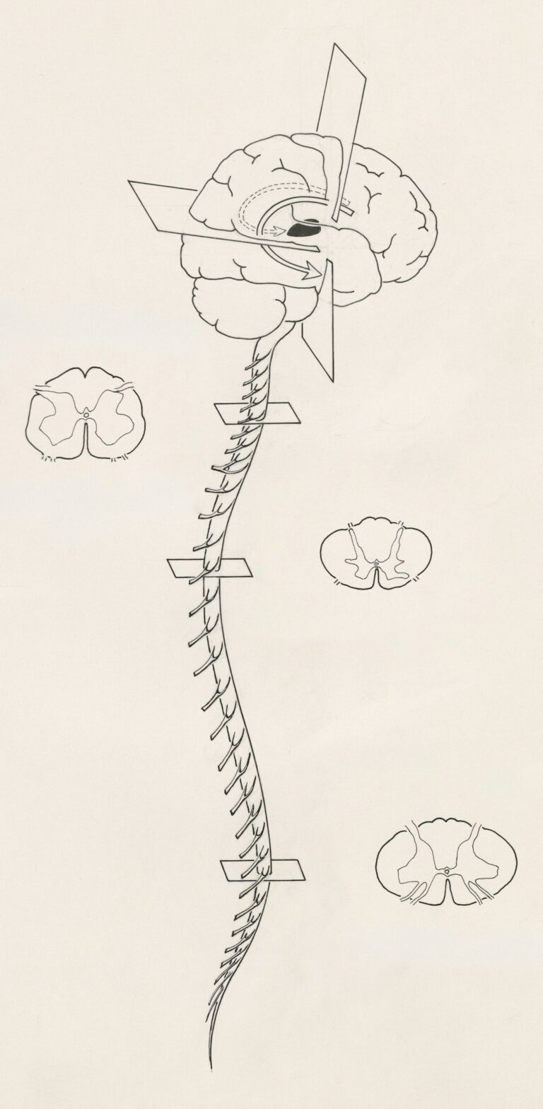 Person receiving a gentle spinal assessment while seated in a clinical examination room.
